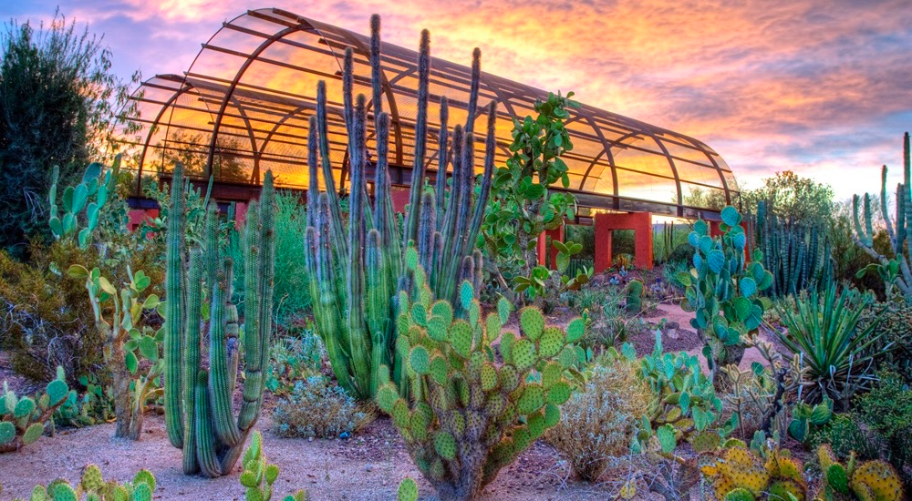 A photo of sunset at the Desert Botanical Garden in Phoenix Arizona
